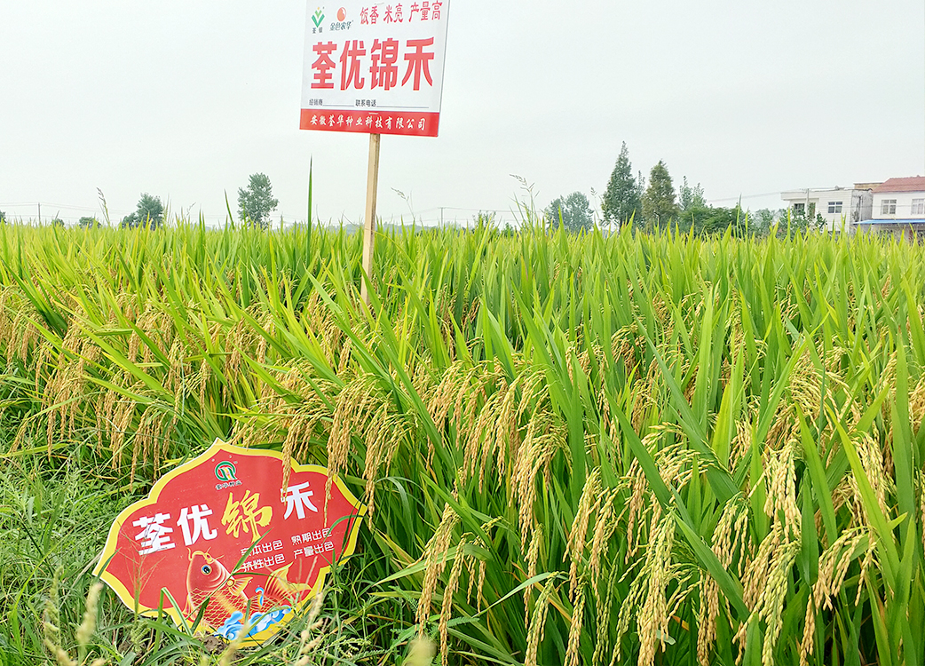 荃優(yōu)錦禾